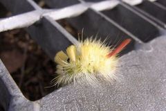 きれいな毛虫発見～.jpg
