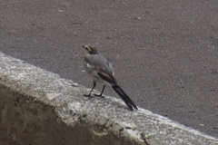 たまたま居た鳥さんも撮影（笑）.jpg