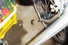 ねずみの死体発見.jpg