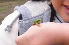 アマガエルかわいい〜.jpg