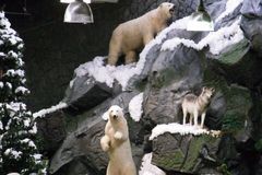 ホッキョクグマと狼.jpg