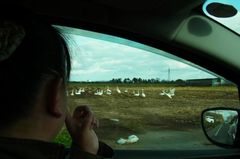 今回は沢山白鳥さん.jpg