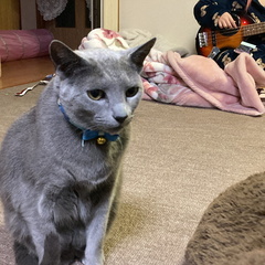 北見に新しい猫のウィルくん.jpg
