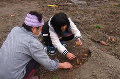 土にかぶせてある芋を回収〜.jpg