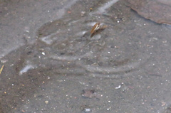 水溜りを駆け抜ける虫が！？.jpg