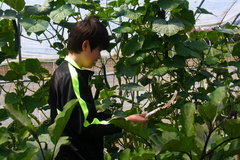 鎌を持つ蒼輝.jpg