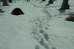 雪少ないけど、埋まるもんは埋まります.jpg
